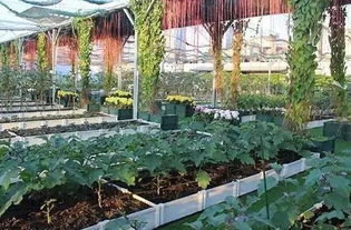 休閑農業與鄉村旅游規劃設計的核心要點 聚焦休閑觀光活動