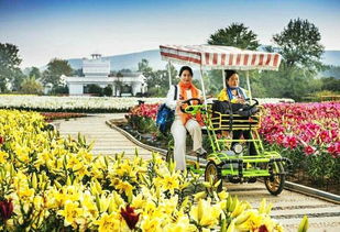 重陽佳節(jié)游嵖岈，百合溫泉醉金秋——駐馬店嵖岈山溫泉小鎮(zhèn)七彩百合園重陽月惠游活動正式啟動